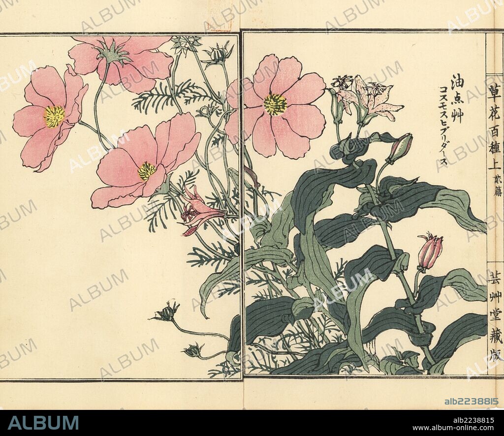 Garden cosmos or Mexican aster, Cosmos bipinnatus, and hototogisu or toad lily, Tricyrtis hirta. Handcoloured woodblock print by Kono Bairei from Kusa Bana Hyakushu (One Hundred Varieties of Flowers), Tokyo, Yamada, 1901.