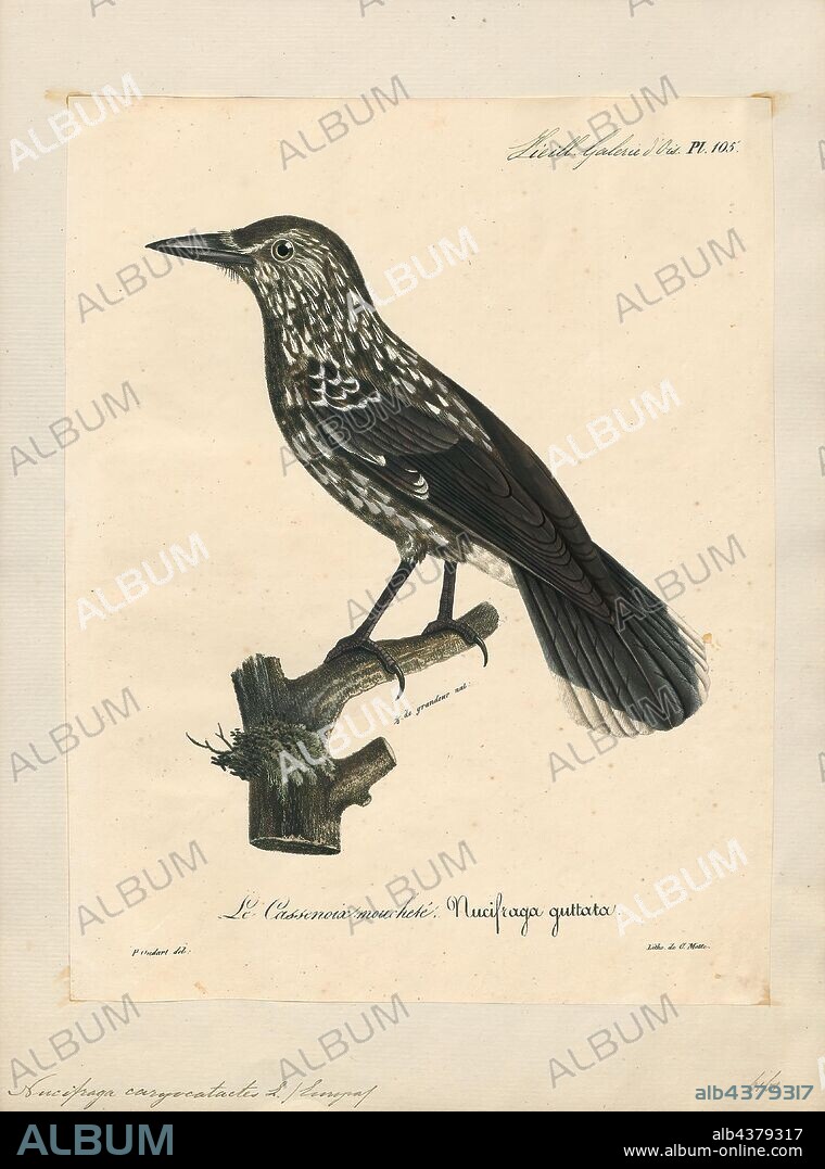 Nucifraga caryocatactes, Print, The spotted nutcracker, Eurasian nutcracker, or just nutcracker, (Nucifraga caryocatactes) is a passerine bird slightly larger than the Eurasian jay. It has a much larger bill and a slimmer looking head without any crest. The feathering over its body is predominantly a chocolate brown with distinct white spots and streaks. The wings and upper tail are virtually black with a greenish-blue gloss. It is one of three species of nutcracker. The large-spotted nutcracker (Nucifraga multipunctata), was formerly considered a subspecies of spotted. The other member of the genus, Clark's nutcracker (Nucifraga columbiana), occurs in western North America., 1825-1834.