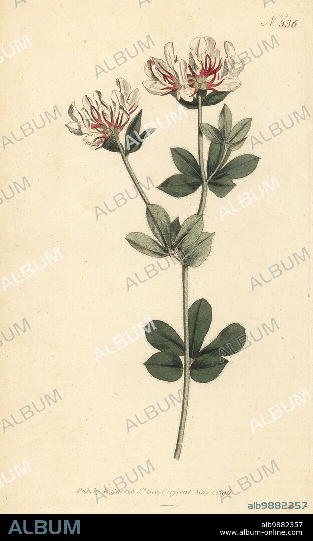 Hairy canary-clover or hairy bird's-foot-trefoil, Lotus hirsutus. Synonym Dorycnium hirsutum. Native to the Mediterranean, raised by James Sutherland in 1683.. Handcoloured copperplate engraving after a botanical illustration from William Curtis's Botanical Magazine, Stephen Couchman, London, 1796.