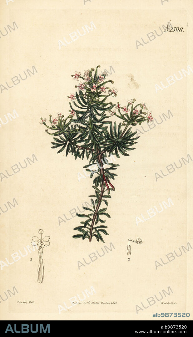 Beaked triggerplant or one-celled stylidium, Stylidium adnatum. Native to King's George Sound, Australia (New Holland), imported by Robert Barclay. Handcoloured copperplate engraving by Weddell after a botanical illustration by John Curtis from William Curtis's Botanical Magazine, Samuel Curtis, London, 1825.