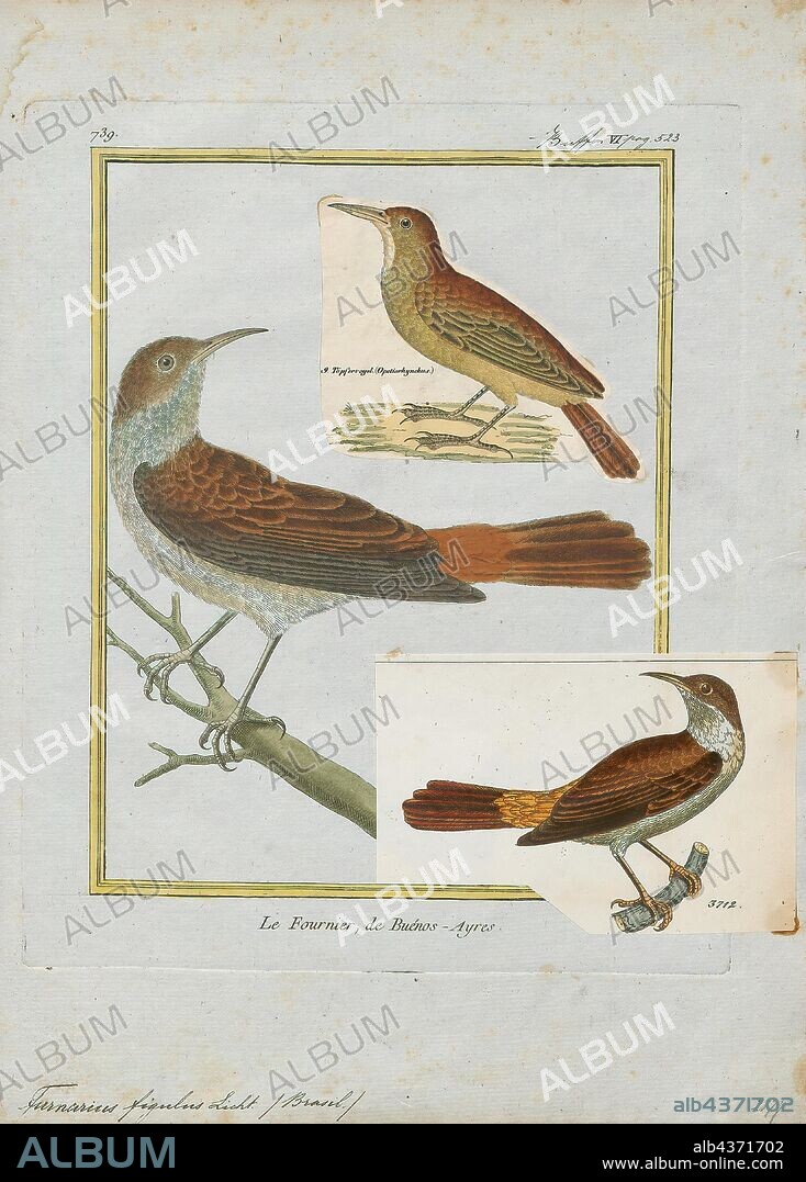 Furnarius figulus, Print, The band-tailed hornero, wing-banded hornero or tail-banded hornero, (Furnarius figulus), is a species of bird in the family Furnariidae, the ovenbirds. It is endemic to Brazil., 1700-1880.