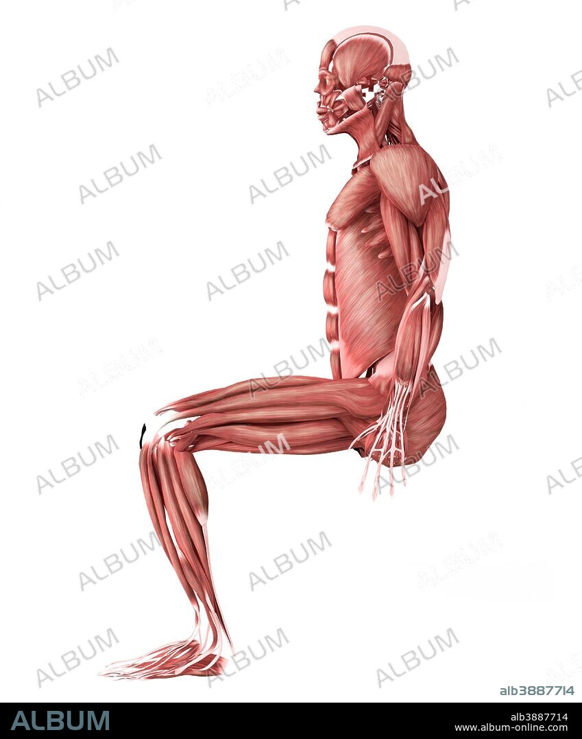 Medical illustration of male muscles in a sitting position, side view.