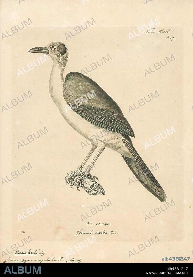 Corvus gymnocephalus, Print, The white-necked rockfowl (Picathartes gymnocephalus) is a medium-sized bird in the family Picathartidae, with a long neck and tail. Also known as the white-necked picathartes, this passerine is mainly found in rocky forested areas at higher altitudes in West Africa from Guinea to Ghana. Its distribution is patchy, with populations often being isolated from each other. The rockfowl typically chooses to live near streams and inselbergs. It has no recognized subspecies, though some believe that it forms a superspecies with the grey-necked rockfowl. The white-necked rockfowl has greyish-black upperparts and white underparts. Its unusually long, dark brown tail is used for balance, and its thighs are muscular. The head is nearly featherless, with the exposed skin being bright yellow except for two large, circular black patches located just behind the eyes. Though the bird is usually silent, some calls are known., 1700-1880.