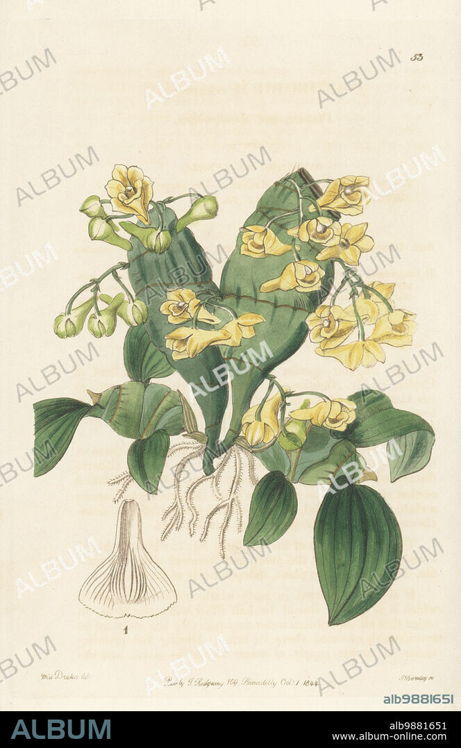 Flat-stemmed dendrobium orchid, Dendrobium compressum. Native to Thailand, Malaysia, Myanmar, Borneo, Java and Sumatra. Discovered in Ceylon (Sri Lanka) by Mr Nightingale and sent to the Duke of Northumberland's garden at Syon. Handcoloured copperplate engraving by George Barclay after a botanical illustration by Sarah Drake from Edwards Botanical Register, continued by John Lindley, published by James Ridgway, London, 1844.