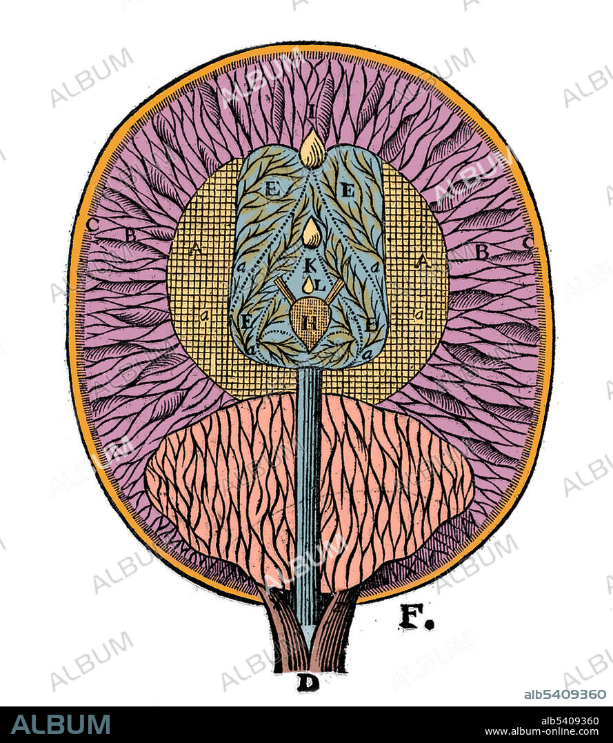 Descartes: Diagram showing the ventricles of the brain (E) and pineal gland (H). A & B are fibers ending in walls of ventricles. Illustration from 1664. Rene Descartes (1596 -1650), French mathematician and philosopher, created co-ordinate geometry, a bridge between algebra and geometry, now known as Cartesian geometry. He is considered a founding father of modern philosophy, famous for his statement Cogito ergo sum (I think, therefore I am).