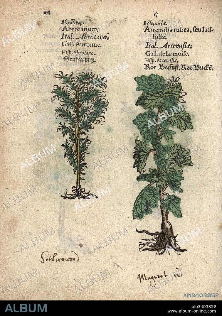 Southernwood, Artemisia abrotanum, and mugwort, Artemisia vulgaris. Handcoloured woodblock engraving of a botanical illustration from Adam Lonicer's Krauterbuch, or Herbal, Frankfurt, 1557. This from a 17th century pirate edition or atlas of illustrations only, with captions in Latin, Greek, French, Italian, German, and in English manuscript.