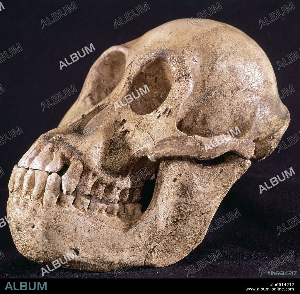 MALE CHIMPANZEE SKULL - Album alb6614217