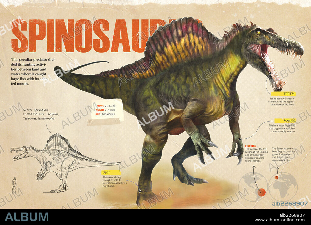 Spinosaurus. Infographics about the Spinosaurus, a carnivorous dinosaur from the Cretaceous period of the Mesozoic era.