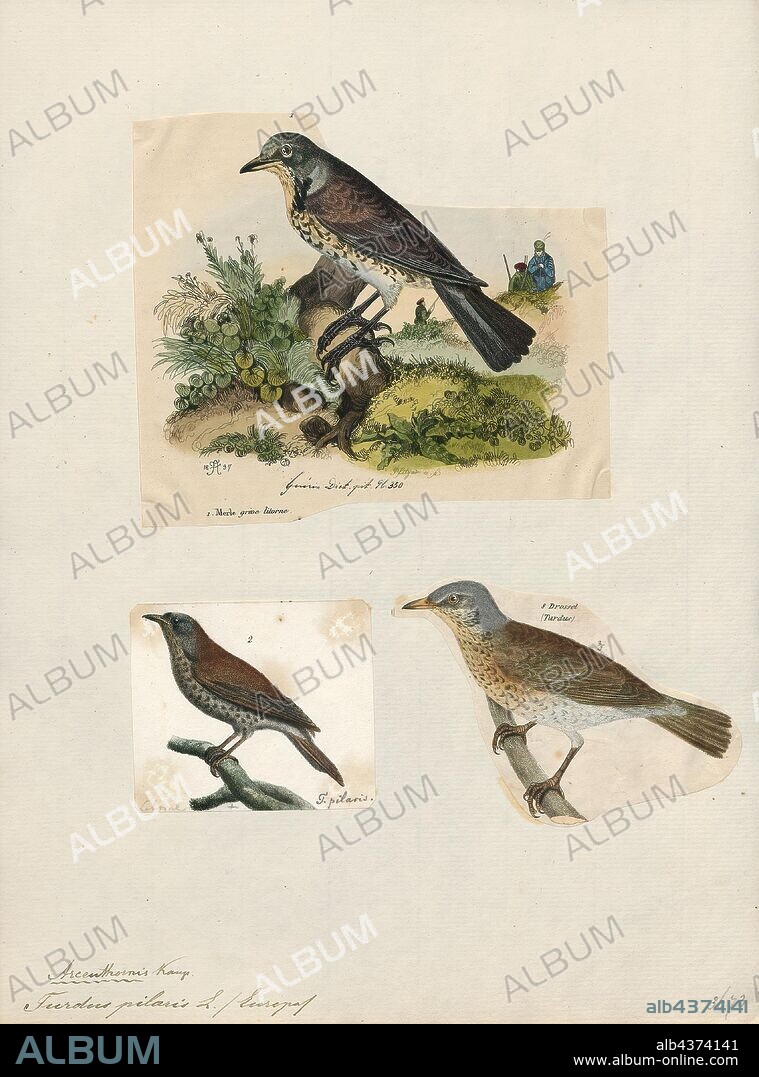 Turdus pilaris, Print, The fieldfare (Turdus pilaris) is a member of the thrush family Turdidae. It breeds in woodland and scrub in northern Europe and Asia. It is strongly migratory, with many northern birds moving south during the winter. It is a very rare breeder in the British Isles, but winters in large numbers in the United Kingdom, Southern Europe, North Africa and the Middle East. It is omnivorous, eating a wide range of molluscs, insects and earthworms in the summer, and berries, grain and seeds in the winter., 1700-1880.