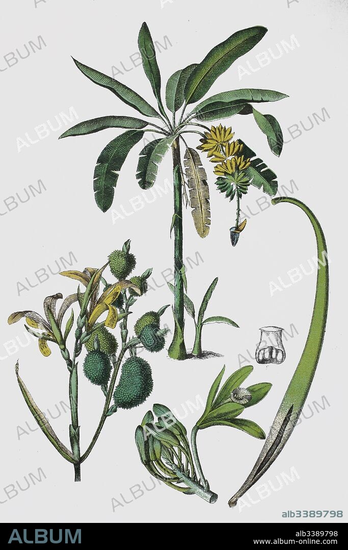 Musa paradisiaca, Banana tree, Canna indica, Indian shot, African arrowroot, edible canna and Vanilla, Vanilla planifolia, historical illustration, 1880.