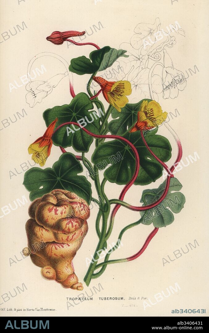 Mashua or tuberous nasturtium, Tropaeolum tuberosum. Handcoloured lithograph from Louis van Houtte and Charles Lemaire's Flowers of the Gardens and Hothouses of Europe, Flore des Serres et des Jardins de l'Europe, Ghent, Belgium, 1867-1868.