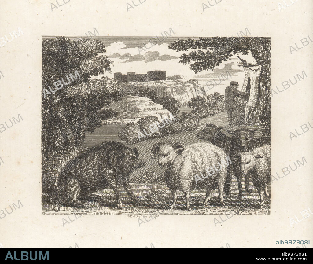 The Wild Boar and the Ram. A boar chastises a domesticated sheep while a man butchers a sheep carcass tied under a tree. Copperplate engraving by William Skelton after an illustration by John Wootton from Fables by John Gay, with a Life of the Author, John Stockdale, London, 1793.