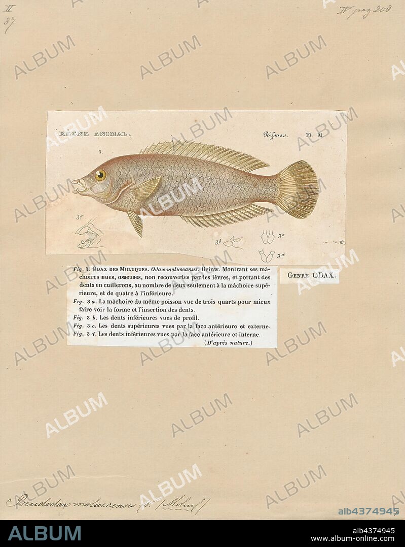 Pseudodax moluccensis, Print, The chiseltooth wrasse, Pseudodax moluccanus, is a species of wrasse native to the Indian Ocean and the western Pacific Ocean. It is an inhabitant of coral reefs and can be found at depths from 3 to 60 m (9.8 to 196.9 ft), though rarely deeper than 40 m (130 ft). This species grows to 30 cm (12 in) in total length. It is of minor importance to local commercial fisheries and can be found in the aquarium trade. P. moluccanus is the only known member of its genus., 1817-1841.