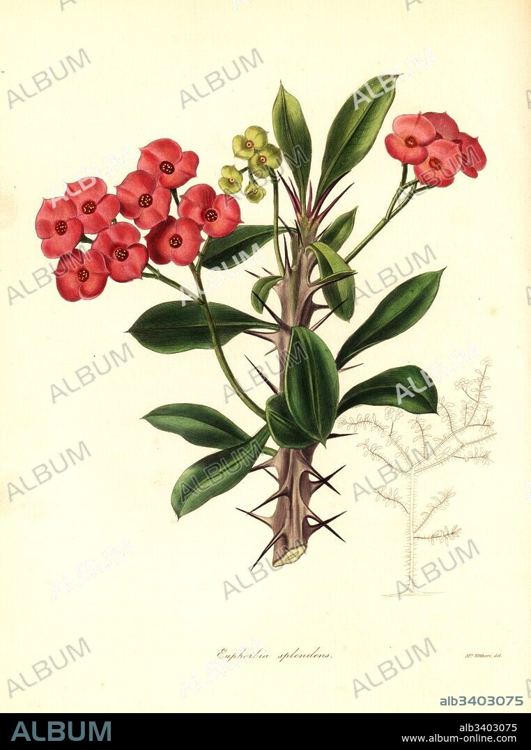 Crown of thorns, Christ plant or Christ thorn, Euphorbia milii var. splendens (Spendid euphorbia, Euphorbia splendens). Handcoloured copperplate engraving after a botanical illustration by Mrs Augusta Withers from Benjamin Maund and the Rev. John Stevens Henslow's The Botanist, London, 1836.