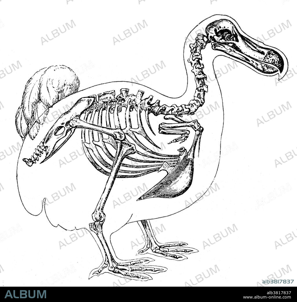 The Dodo is an extinct flightless bird. Its external appearance is evidenced only by paintings and written accounts from the 17th century. Because these vary considerably, and because only a few sketches are known to have been drawn from live specimens, its exact appearance in life remains a mystery, and little is known with about its habitat and behavior Roughly the size of a swan, it was heavily-built, flightless and clumsy. Two species were known with certainty: the common dodo Raphus cucullatus from Mauritius which became extinct between 1665 and 1670, and the Rodriguez solitaire from the neighboring island of Rodriguez, which died out around 1761. The dodo's numbers quickly dwindled following the arrival of humans to these isolated habitats. All but defenseless these birds were ill-equipped to cope with the new hunters and the competition from other introduced animal species. The Dodo achieved widespread recognition from its role in the story of Alice in Wonderland.