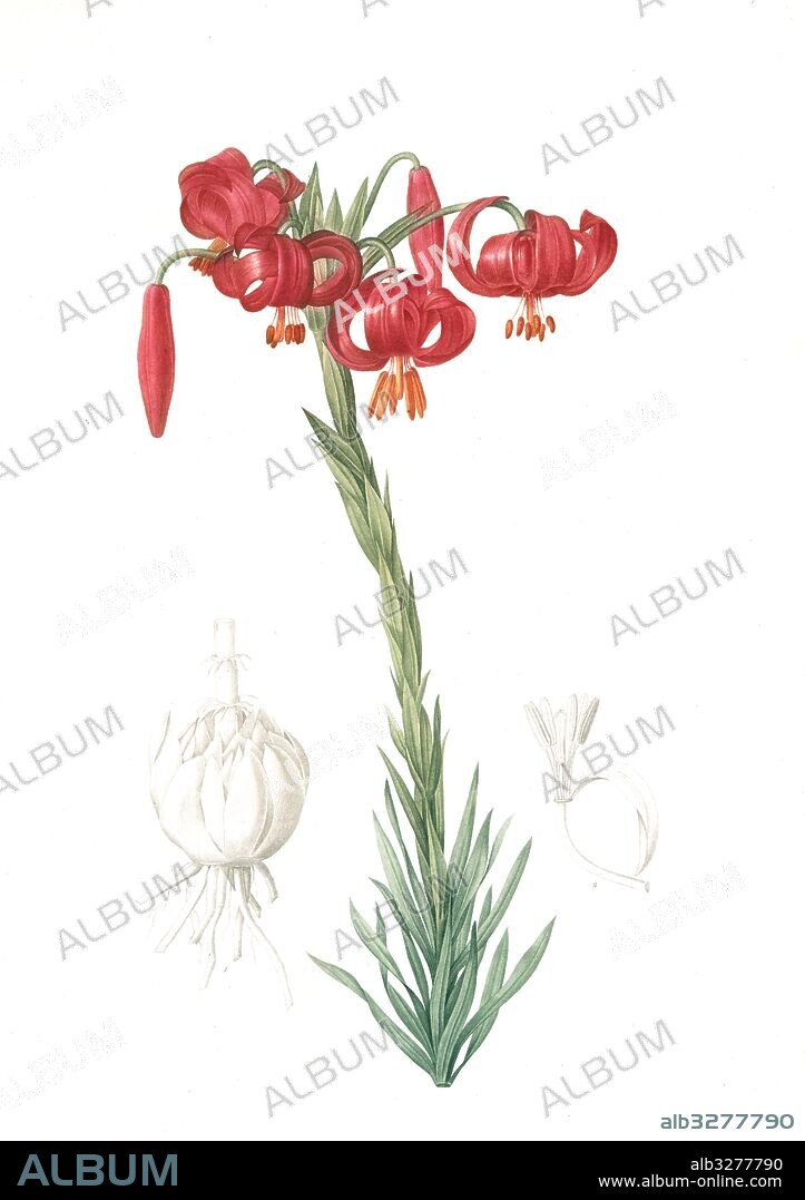 Lilium pomponium, Lilium chalcedonicum; Lis pompon; Chalcedonian Lily, Little or lesser or minor Turk's cap lily; turban lily, Redouté, Pierre Joseph, 1759-1840, les liliacees, 1802 - 1816.