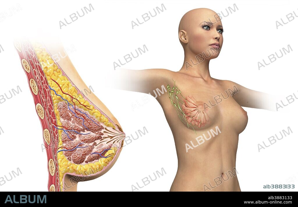  Cutaway view of female breast with woman figure