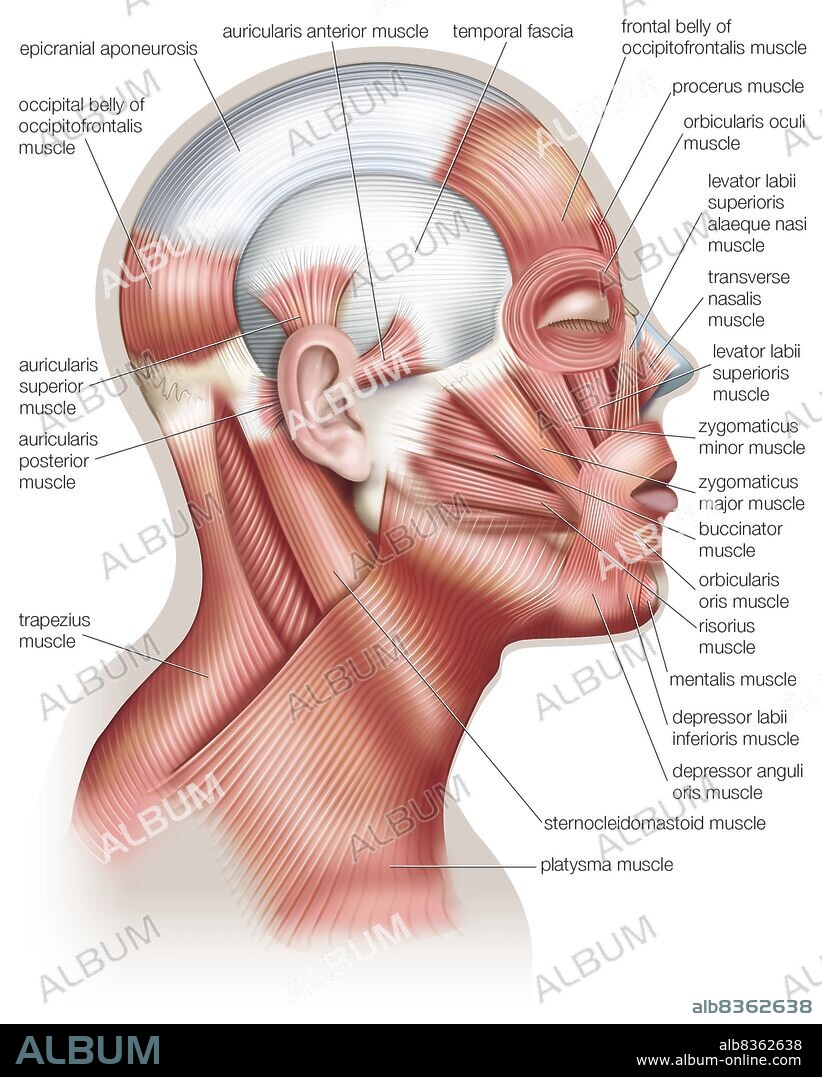 The muscles of the human head, used in facial expression.