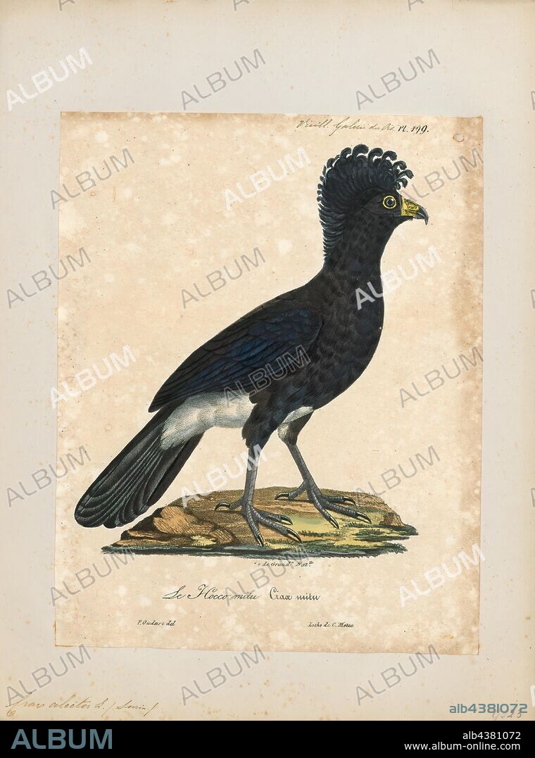 Crax alector, Print, The black curassow (Crax alector), also known as the smooth-billed curassow and the crested curassow, is a species of bird in the family Cracidae, the chachalacas, guans, and curassows. It is found in humid forests in northern South America in Colombia, Venezuela, the Guianas and far northern Brazil. Introduced to Bahamas, Cuba, Jamaica, Haiti, Dominican Republic, Puerto Rico and Lesser Antilles. It is the only Crax curassow where the male and female cannot be separated by plumage, as both are essentially black with a white crissum (the area around the cloaca), and have a yellow (eastern part of its range) or orange-red (western part of its range) cere., 1825-1834.