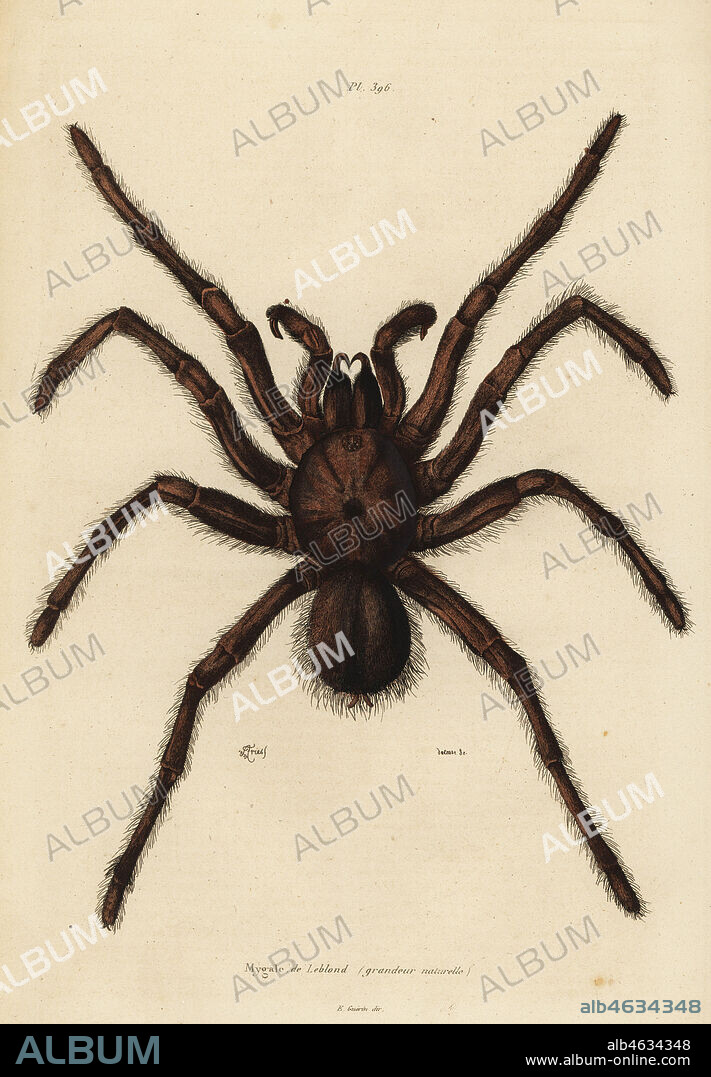 Goliath birdeater spider, Theraphosa blondi. Mygale de Leblond, grandeur naturelle. Handcoloured steel engraving by du Casse after an illustration by Adolph Fries from Felix-Edouard Guerin-Meneville's Dictionnaire Pittoresque d'Histoire Naturelle (Picturesque Dictionary of Natural History), Paris, 1834-39.