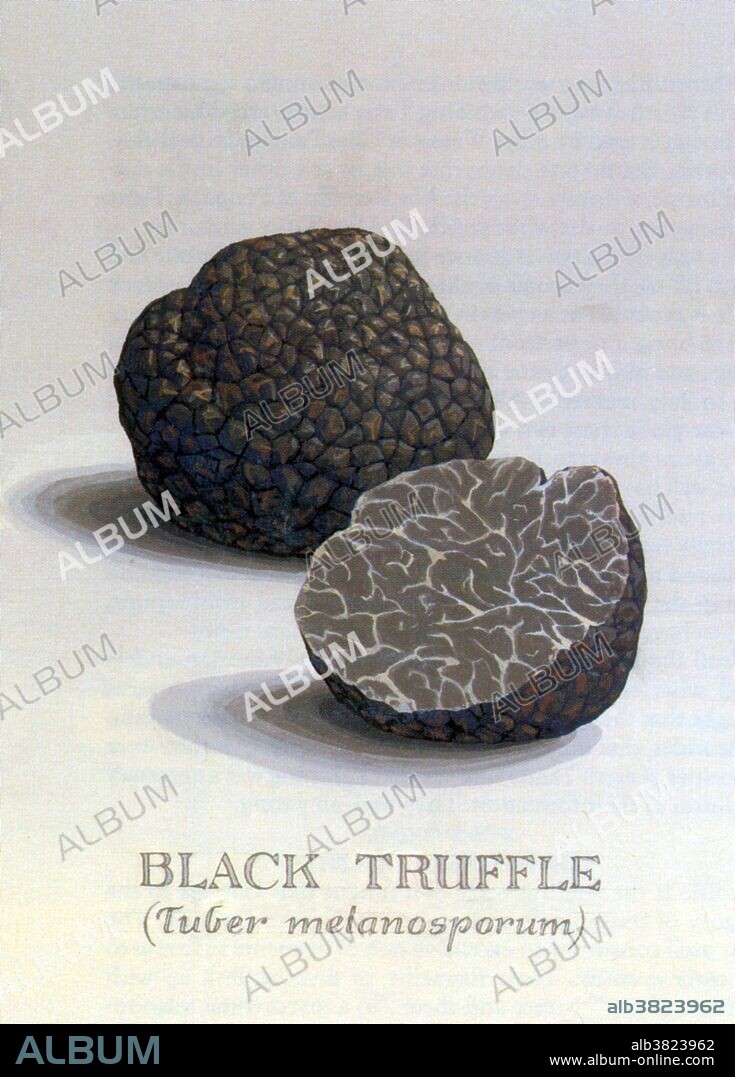 Black Truffle, Tuber melanosporum - Album alb3823962