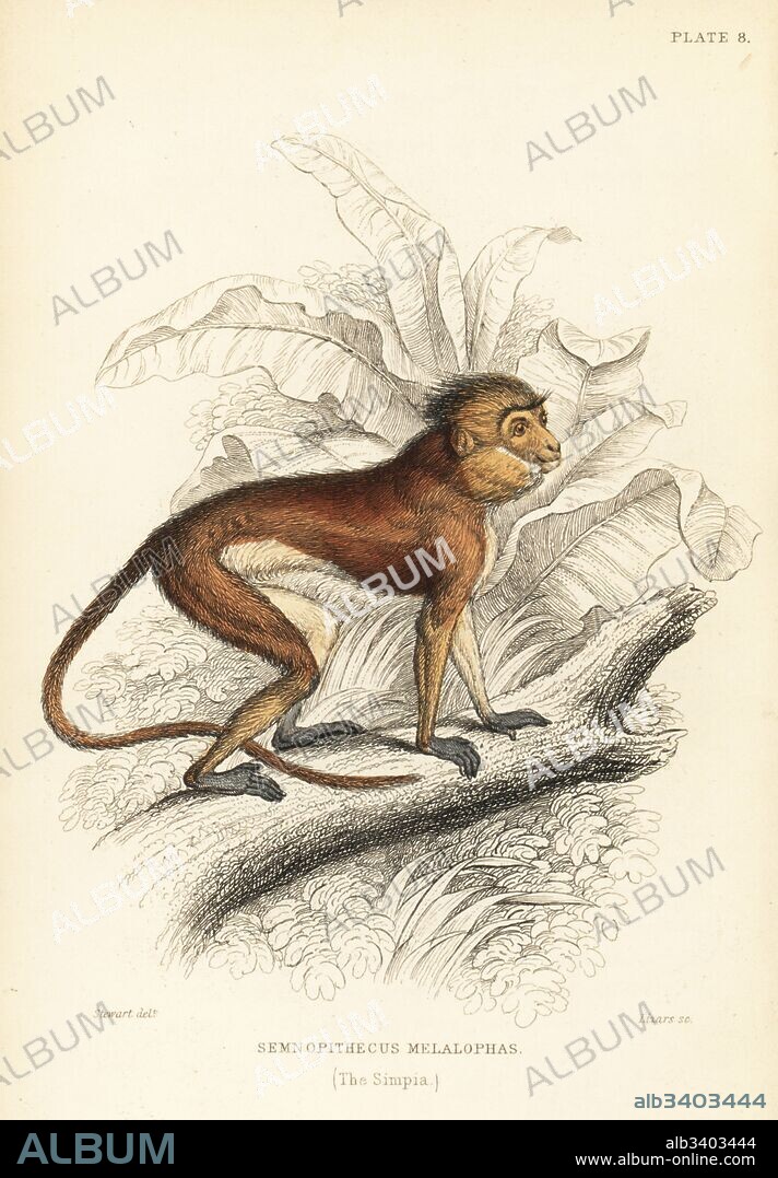 Sumatran surili, Presbytis melalophos. Endangered. (Simpia monkey, Semnopithecus melalophas.) Handcoloured steel engraving by W.H. Lizars after an illustration by James Stewart from Sir William Jardine's Naturalist's Library: Monkeys, Edinburgh, 1844.