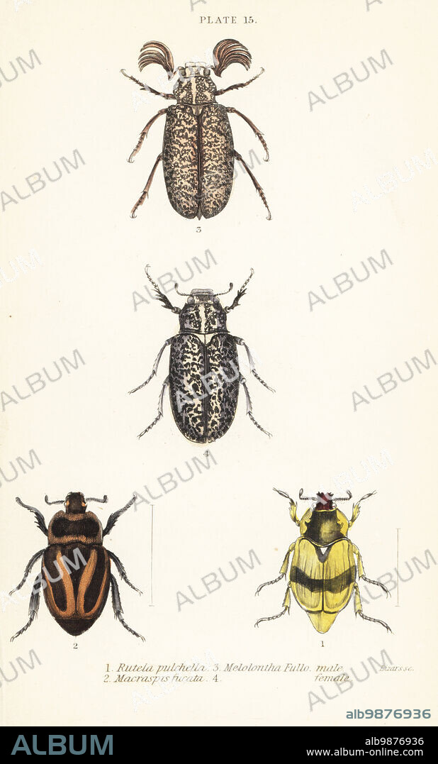 Scarab beetles: Pelidnota pulchella subsp. pulchella 1, Macraspis fucata 2, Polyphylla fullo, male 3, female 4. Handcoloured steel engraving by William Lizars from James Duncans Natural History of Beetles, in Sir William Jardines Naturalists Library, W.H, Lizars, Edinburgh, 1835. James Duncan was a Scottish zoologist and entomologist 1804-1861.