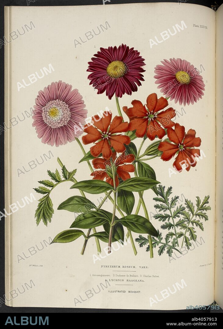 EDWARD GEORGE HENDERSON y MRS WITHERS. Pyrethrum roseum. Pyrethrum roseum, vars: 1. Atrosanguineum; 2. Duchesse de Brabant; 3. Charles Baltet. 4. Lychnis Haageana. Chrysanthemum coccineum. Painted daisy.  . The Illustrated Bouquet, consisting of figures, with descriptions of new flowers. London, 1857-64. Source: 1823.c.13 plate 38.