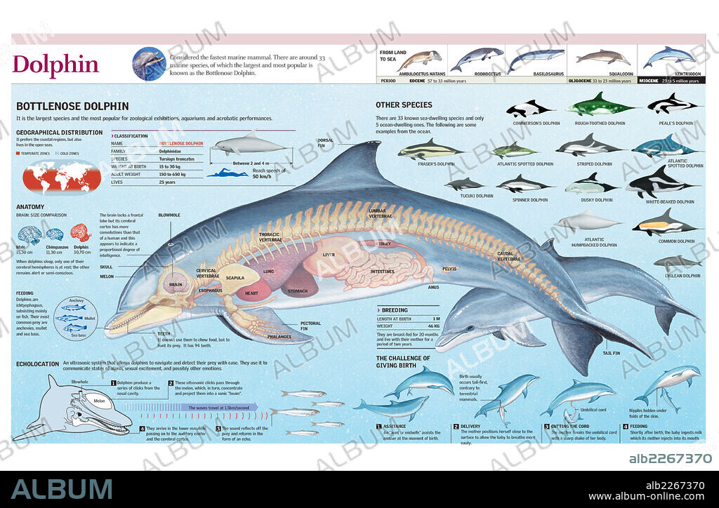 DOLPHIN. Infographics of the anatomy, habitat and bottlenose dolphin breeding and the evolution of the species.