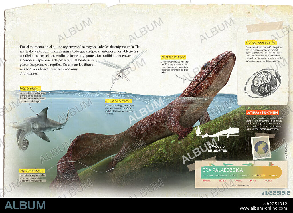 Período Carbonífero. Infografía sobre el período Carbonífero, de la era Paleozoica, y de la fauna característica de este período.