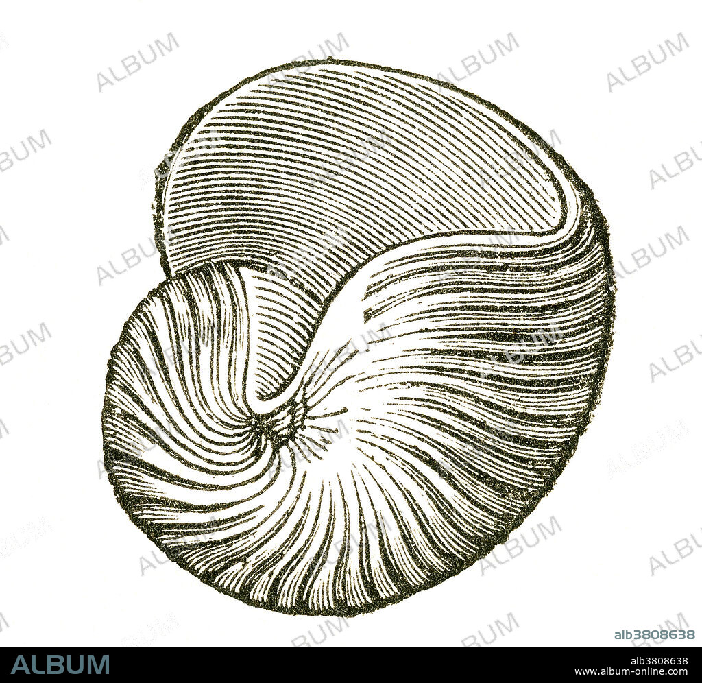 Shell of an extinct gastropod (Bellerophon costatus) that lived during the Carboniferous Period. Illustration from Louis Figuier's The World Before the Deluge, 1867 American edition.