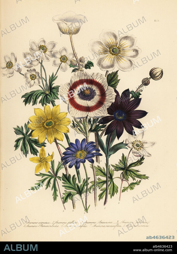 Poppy anemone, Anemone coronaria, star anemone, A. stellata, blue mountain anemone, A. appenia, palmate anemone, A. palmata, yellow wood anemone, A. ranunculoides, vine-leaved anemone, A. vitifolia, narcissus-flowered anemone, A. narcissiflora, and common wood anemone, A. nemorosa. Handfinished chromolithograph by Henry Noel Humphreys after an illustration by Jane Loudon from Mrs. Jane Loudon's Ladies Flower Garden of Ornamental Perennials, William S. Orr, London, 1849.