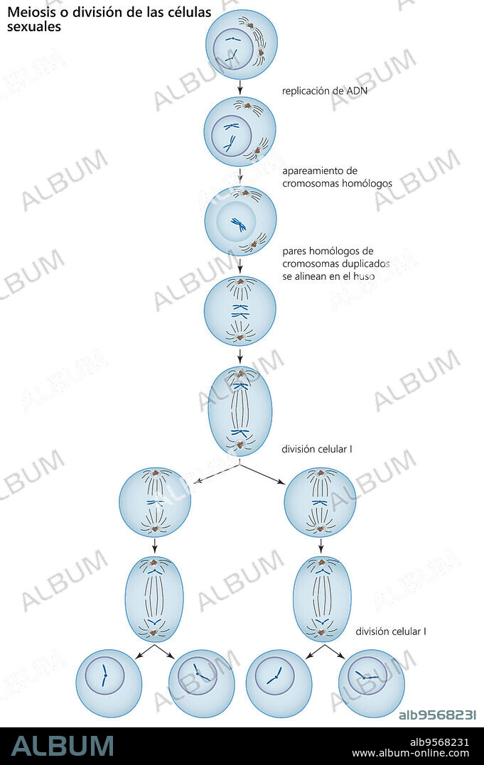 Stages in the process of meiosis, cell division among sexually reproducing organisms.