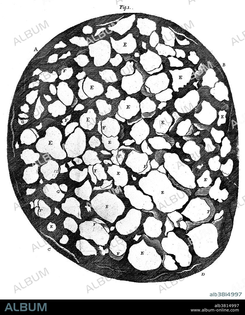 Historical drawing showing a transverse section of the optic nerve, by Anthony van Leeuwenhoek, 1675. Leeuwenhoek (1632-1723) was a Dutch scientist, now considered the first microbiologist. He is best known for his work on the improvement of the microscope and for his contributions towards the establishment of microbiology.