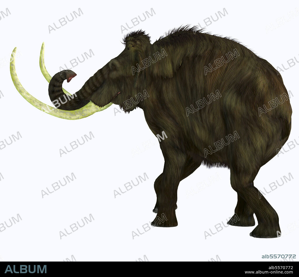 Woolly mammoth, side profile on white background. The woolly mammoth was a herbivorous elephant that lived in Asia, Siberia and North America during the Pliocene and Pleistocene Periods.