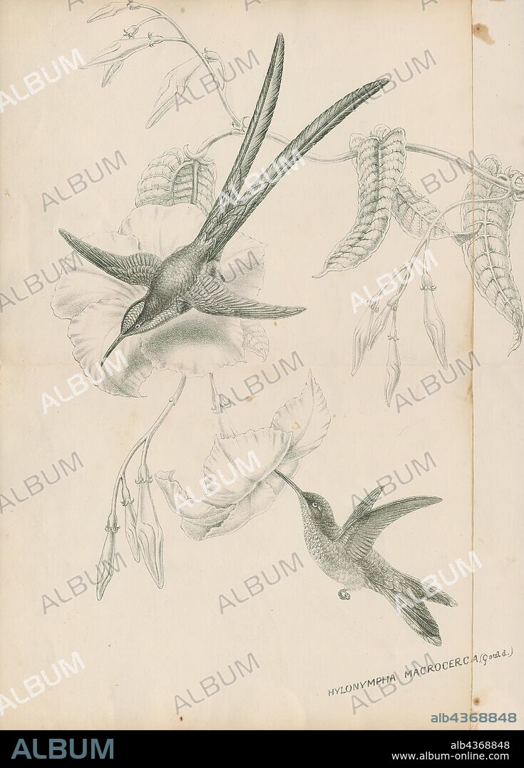 Hylonympha macrocerca, Print, The scissor-tailed hummingbird (Hylonympha macrocerca) is a bird species in the family Trochilidae, the only member of the genus Hylonympha., 1700-1880.