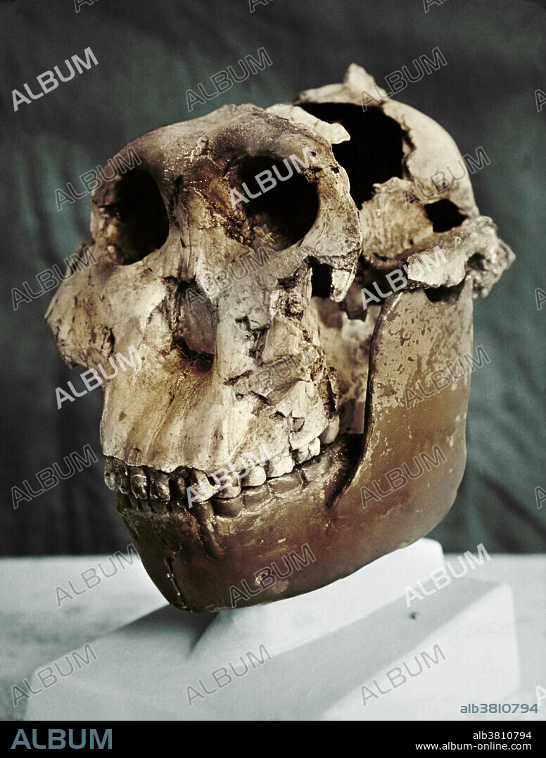 Olduvai Hominid number 5 (OH5), nicknamed Nutcracker Man, is a well-preserved fossilized cranium of the species Paranthropus boisei, which lived in Eastern Africa during the Pleistocene, 2.6 million to 11,700 years ago. It was discovered by Mary Leakey in 1959 in Olduvai Gorge, Tanzania.