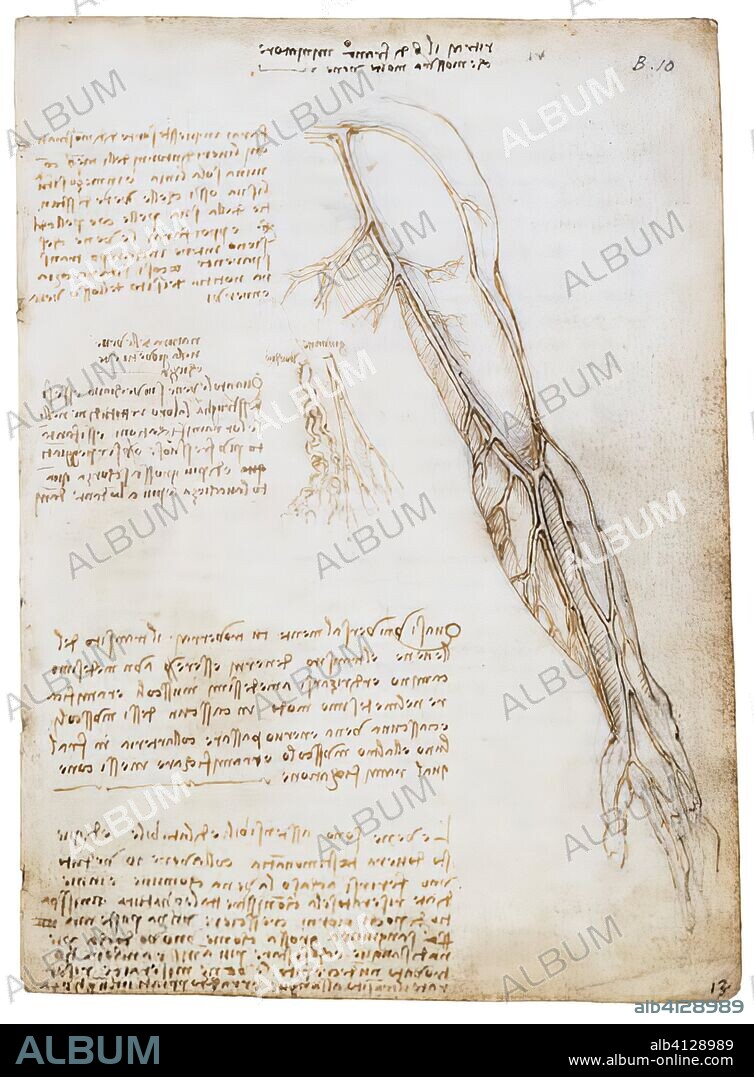 Leonardo Da Vinci, The Veins of the Arm (with deatail), pen and ink over traces of black chalk, c. 1508, Windsor, Royal Library 19027.