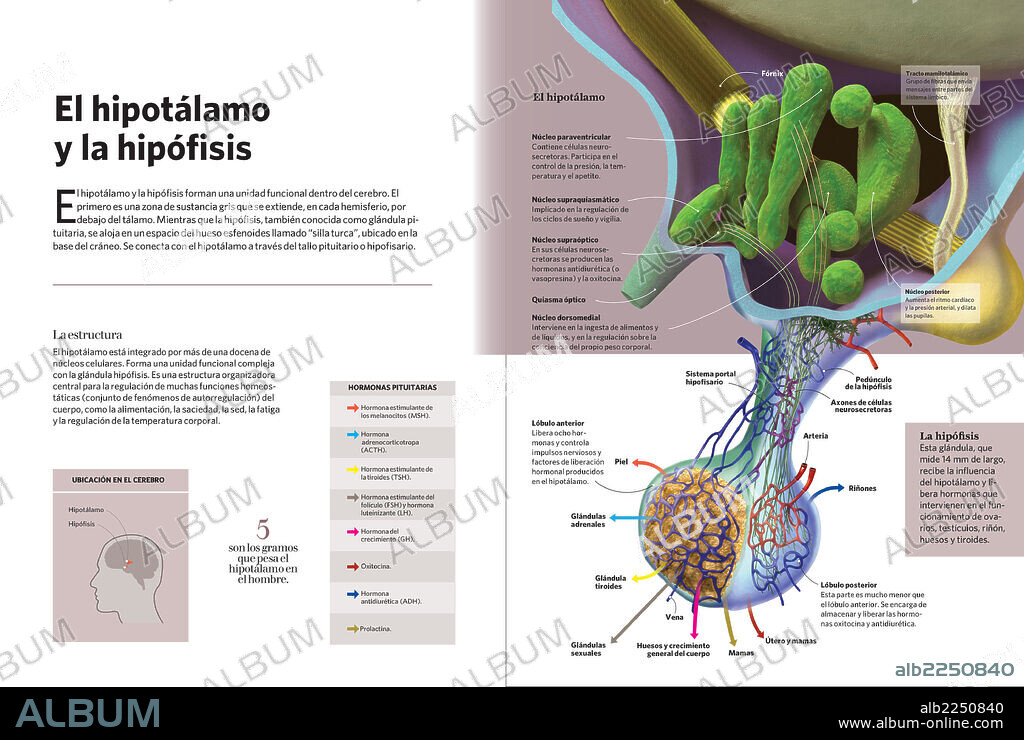 El hipotálamo y la hipófisis. Infografía del hipotálamo y la hipófisis, ambos configuran la unidad funcional dentro del cerebro.