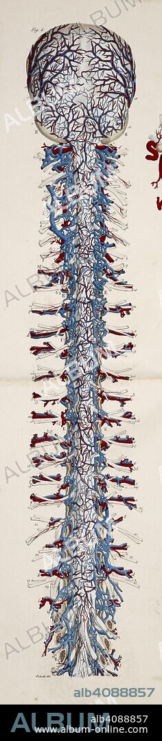 Anatomical drawing. Brain. spinal cord. Spinal column. Skeleton. Bones. Planches anatomiques du corps humain executeÌes dâ€™apreÌ€s les dimensions naturelles. Paris France 1826. Anatomical print of the human body with natural dimensions. Brain. spinal cord. Spinal column. Skeleton. Bones.    ANTOMMARCHI, C. Francesco.  Planches anatomiques du corps humain executeÌes dâ€™apreÌ€s les dimensions naturelles, accompagneÌes dâ€™un texte explicatif ... PublieÌes par le cte de Lasteyrie. (Explication des planches anatomiques, etc.). Source: 1899.h.24 Tab.33 fig. 1. Language: French.