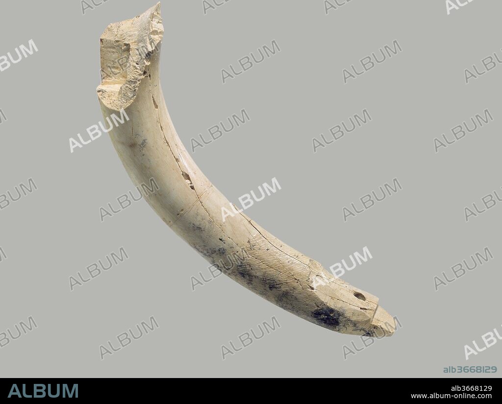 Furniture element made from a hippopotamus incisor. Culture: Assyrian. Dimensions: 6.38 in. (16.21 cm). Date: ca. 9th-8th century B.C..
In addition to elephant tusks, hippopotamus teeth were also carved into small decorative objects and furniture inlays. This incisor, which was probably used as a furniture element, was found in a large storeroom at Fort Shalmaneser, a royal building at Nimrud that was probably used to store tribute and booty collected by the Assyrians while on military campaign. Hippopotamus ivory is whiter and more finely grained than elephant ivory. It is also harder and denser, making it more difficult to carve. Its smaller size means that there is a greater constraint on the objects into which it can be carved. The hippopotamus growth rings seen at the break in the upper tip of this incisor, called lamellae, are wavy and discontinuous and can be distinguished from the smooth growth rings of elephant tusks, making it easy to differentiate between the two types of ivory. Several elements of this incisor suggest that it was secured to a piece of wooden furniture using both mortise and tenon joinery and an adhesive. A rectangular mortise at the upper tip was cut to receive a peg, while the tapered tip was carved into a rectangular tenon, immediately behind which is a hole drilled to receive a dowel. The tapered end has been roughened with scratches, probably to help glue join the surface of the ivory to the piece of furniture into which it was originally inlaid.
Built by the Assyrian king Ashurnasirpal II, the palaces and storerooms of Nimrud housed thousands of pieces of carved ivory. Most of the ivories served as furniture inlays or small precious objects such as boxes. While some of them were carved in the same style as the large Assyrian reliefs lining the walls of the Northwest Palace, the majority of the ivories display images and styles related to the arts of North Syria and the Phoenician city-states. Phoenician style ivories are distinguished by their use of imagery related to Egyptian art, such as sphinxes and figures wearing pharaonic crowns, and the use of elaborate carving techniques such as openwork and colored glass inlay. North Syrian style ivories tend to depict stockier figures in more dynamic compositions, carved as solid plaques with fewer added decorative elements. However, some pieces do not fit easily into any of these three styles. Most of the ivories were probably collected by the Assyrian kings as tribute from vassal states, and as booty from conquered enemies, while some may have been manufactured in workshops at Nimrud. The ivory tusks that provided the raw material for these objects were almost certainly from African elephants, imported from lands south of Egypt, although elephants did inhabit several river valleys in Syria until they were hunted to extinction by the end of the eighth century B.C.