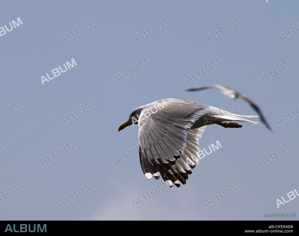 gaviota argéntea volando