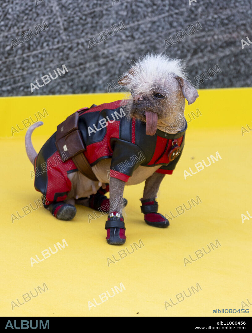 July 11, 2024: Celebrities attending 'Deadpool and Wolverine' UK sneak peek at Eventim Apollo..Featuring: Peggy as Dogpool.Where: London, United Kingdom.When: 11 Jul 2024.Credit: CelebrityPhotosUK/Cover Images (Credit Image: © Cover Images via ZUMA Press).