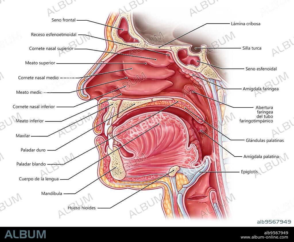 An illustration of the nasal cavity from a sagittal view.