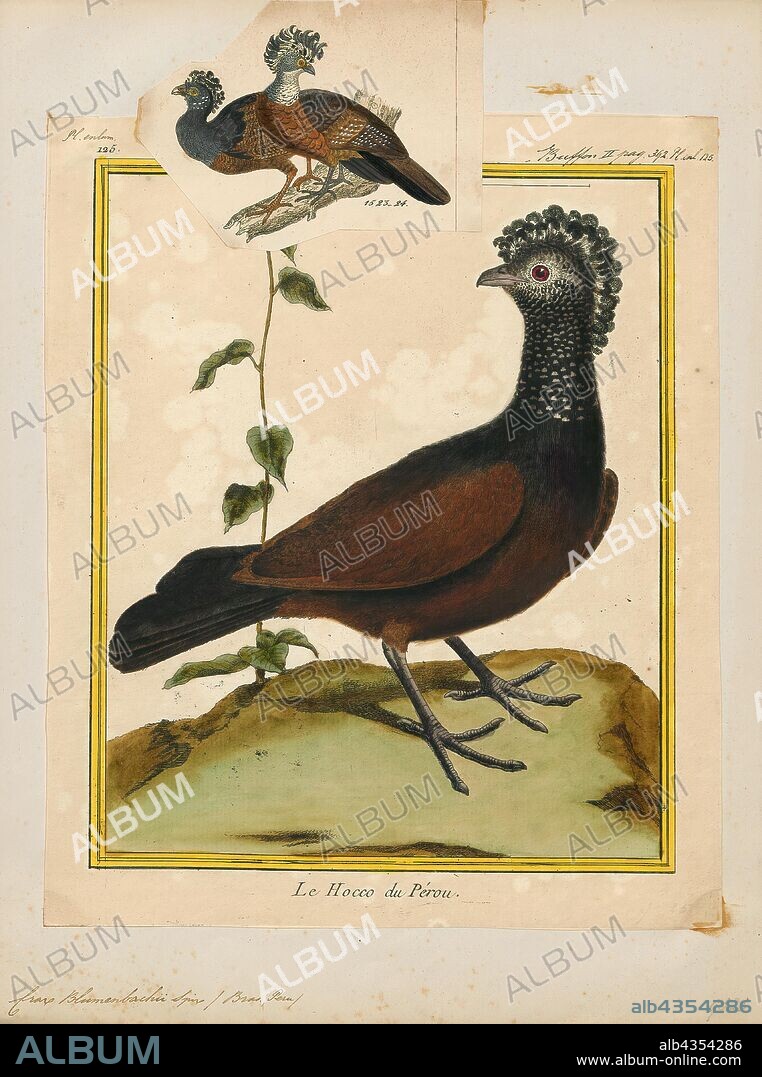 Crax blumenbachii, Print, The red-billed curassow or red-knobbed curassow (Crax blumenbachii) is an endangered species of cracid that is endemic to lowland Atlantic Forest in the states of Espírito Santo, Bahia and Minas Gerais in southeastern Brazil. Its population is decreasing due to hunting and deforestation, and it has possibly been extirpated from Minas Gerais. It is currently being reintroduced to Rio de Janeiro by means of individuals bred in captivity. As suggested by its common name, the male has a largely red bill, but this is lacking in the female., 1700-1880.