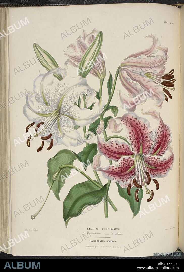 EDWARD GEORGE HENDERSON and MISS SOWERBY. Lilium speciosum. Lilium speciosum. 1. Atrococcineum; 2. Album. Lily. The Illustrated Bouquet, consisting of figures, with descriptions of new flowers. London, 1857-64. Source: 1823.c.13 plate 45.