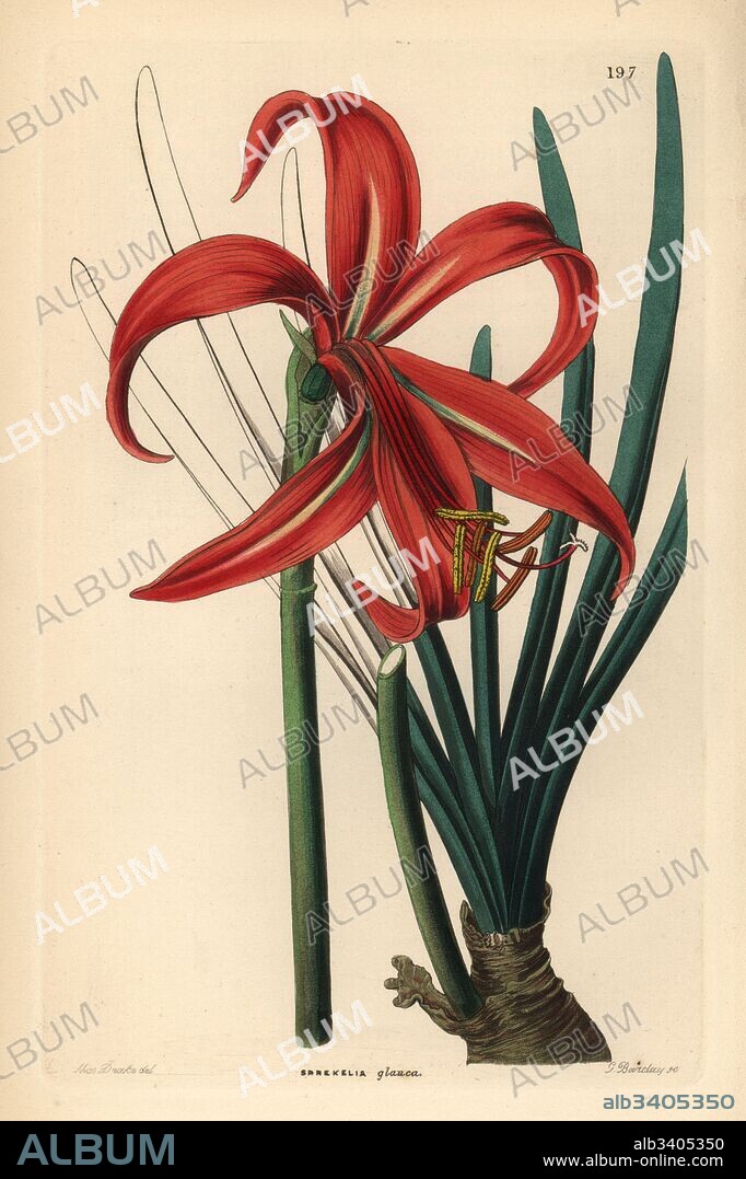 Aztec lily, Sprekelia formosissima. Glaucous Jacobean lily, Sprekelia glauca. Handcoloured copperplate engraving by G. Barclay after Miss Sarah Drake from John Lindley and Robert Sweet's Ornamental Flower Garden and Shrubbery, G. Willis, London, 1854.