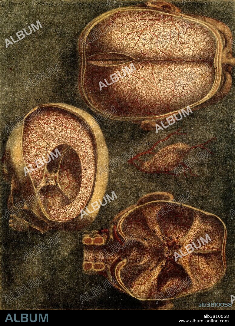 Dissection of the brain showing blood vessels, drawn by Jacques Fabien Gautier d'Agoty from dissections by Joseph Duverney and Pierre Tarin. Colored mezzotint, 1748. Gautier d'Agoty (1716-1785) was a French anatomist, painter and printmaker. A member of the Academie des Sciences, Arts et Belles-Lettres de Dijon, he teamed with the physician and anatomist Duverney to produce anatomical albums.