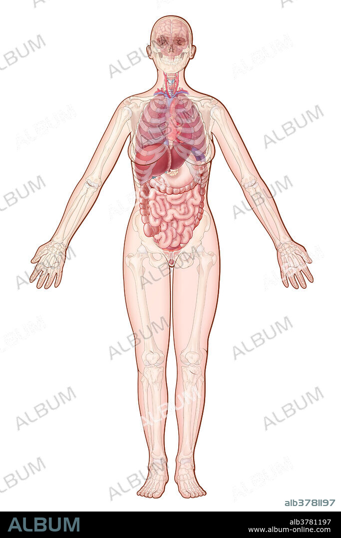 Organ and Organ System- An Overview