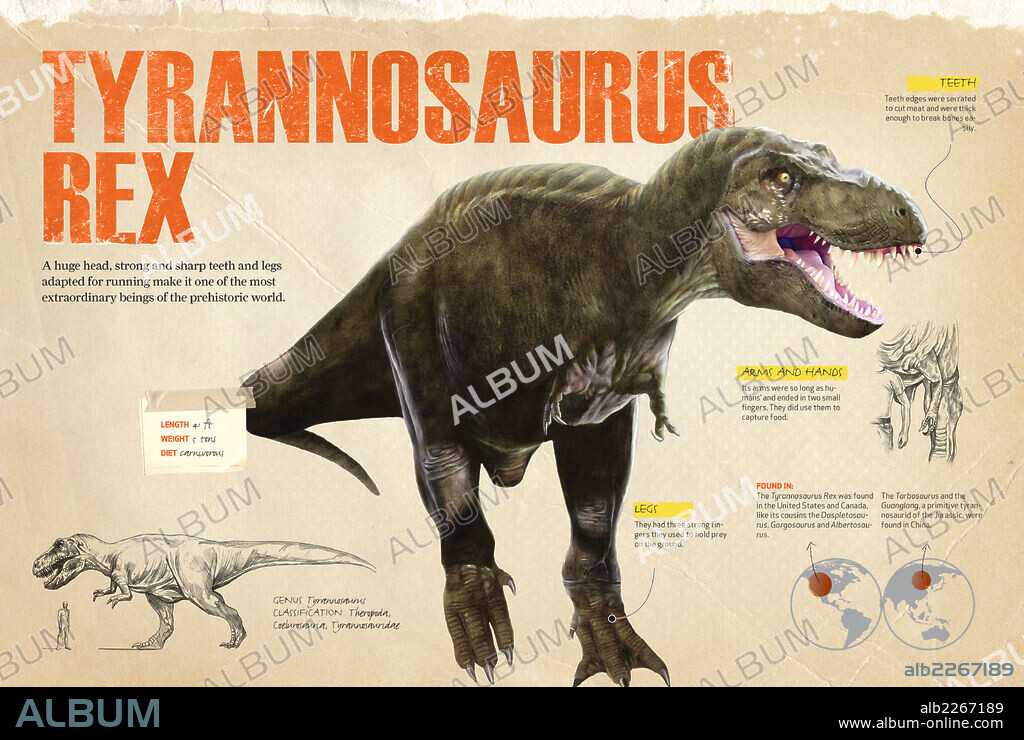 Tyrannosaurus rex. Infographics of the main characteristics and areas where fossil remains of the Tyrannosaurus Rex, a carnivorous dinosaur from the Cretaceous period, have been discovered.